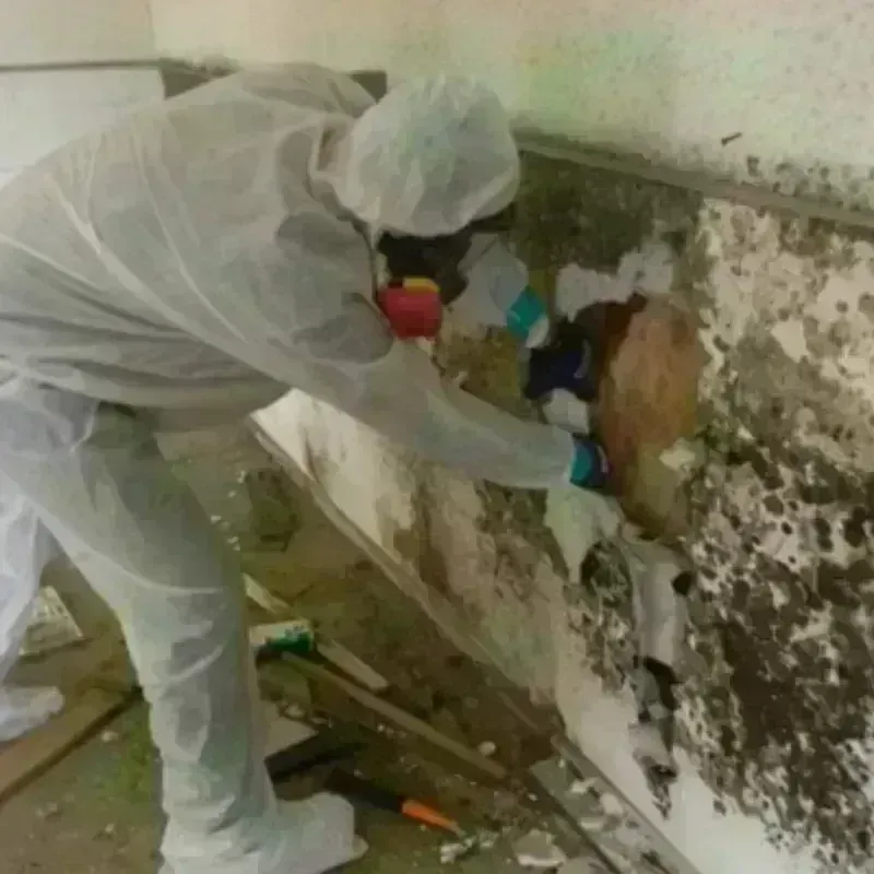 Mold Remediation and Removal in Walterboro, SC